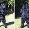 Realistic Black Bear Mascot Costume Full Body