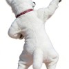 White Dog Cartoon Mascot Costume